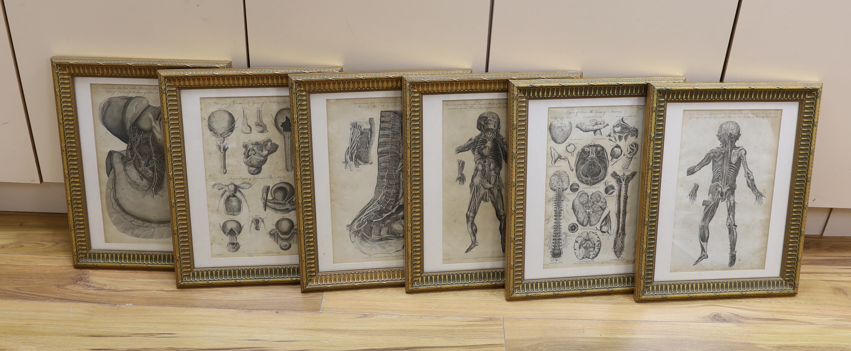 Six medical and anatomical 18th century engravings, including arteries with the muscles on the right side of the body and organs of sense, see, system of the anatomy, publ. by C. Cooke, various dates, each 36 x 21cm